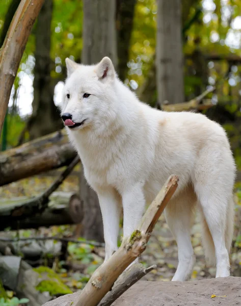 Weißer Wolf — Stockfoto