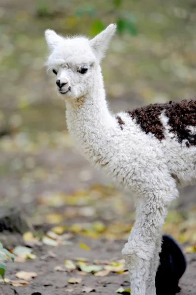 stock image Young white alpaca