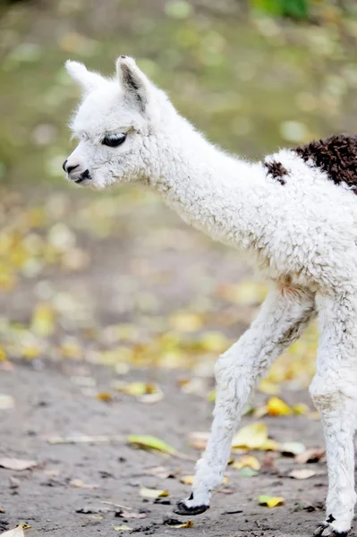 Jonge witte alpaca — Stockfoto