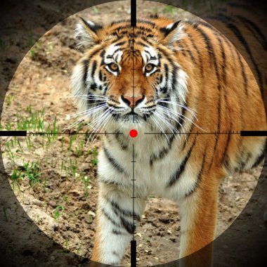 Tiger look clipart