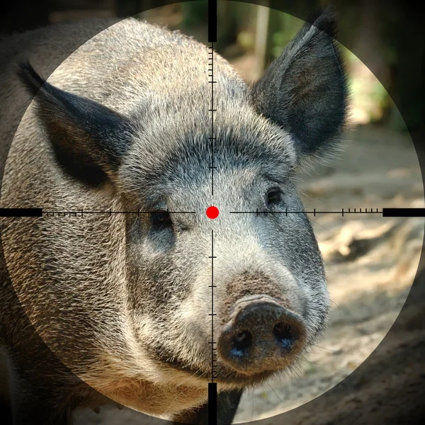 stock image Wild boar