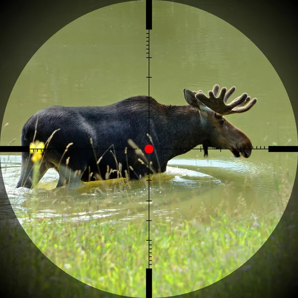Moose in lake — Stockfoto