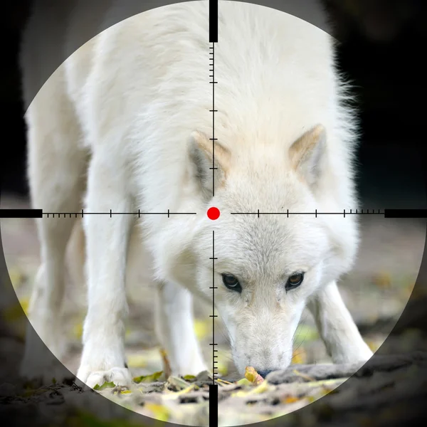 White wolf — Stock Photo, Image