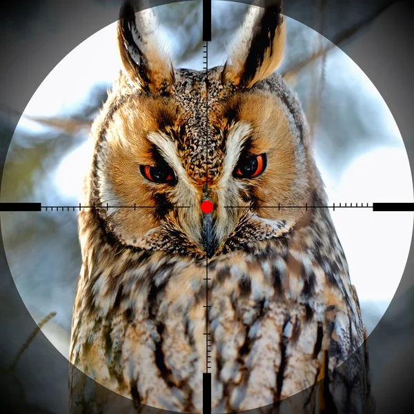 Portrait owl — Stock Photo, Image