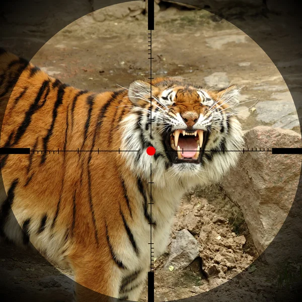 Hermoso tigre —  Fotos de Stock