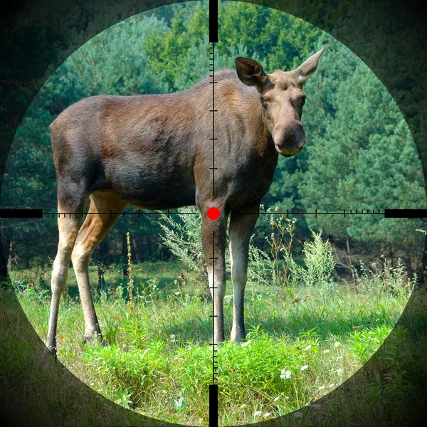 stock image Moose in forest