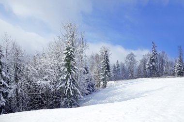 Beautiful winter landscape with snow covered trees clipart