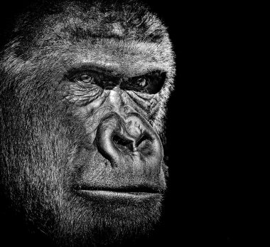 Gorilla portrait clipart