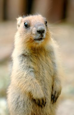 Beautiful marmot clipart