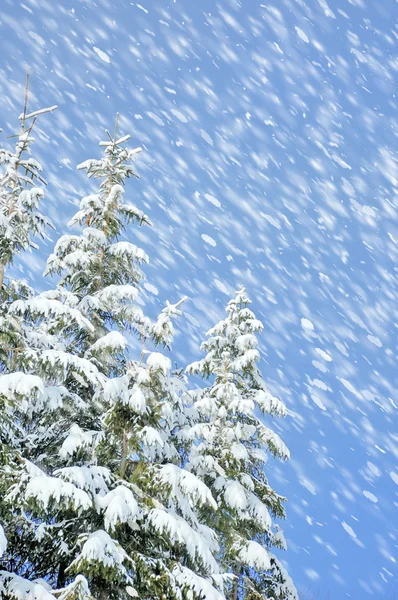 Kaunis talvi maisema — kuvapankkivalokuva