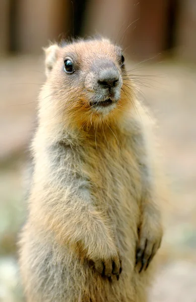 Hermosa marmota — Foto de Stock