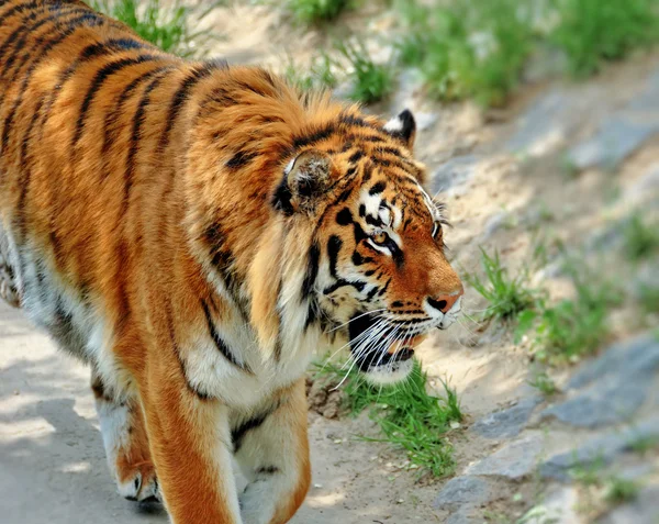 Mooie tijger — Stockfoto