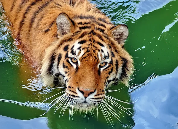 Tiger in water — Stockfoto