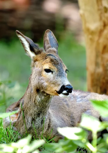 Stock image Deer in forest