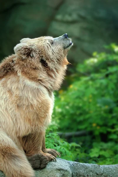 Медведь на камне — стоковое фото
