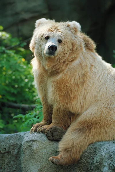 Niedźwiedź na kamieniu — Zdjęcie stockowe