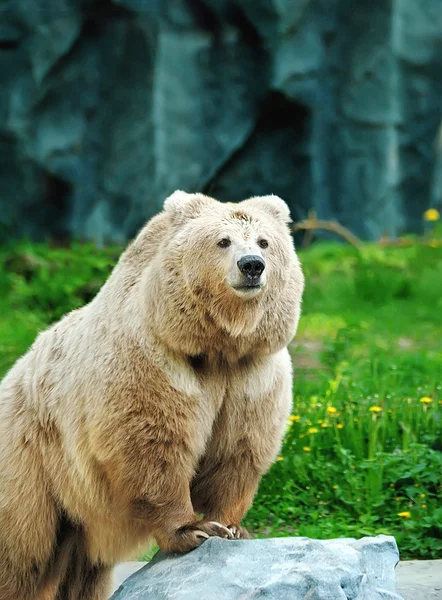 stock image Bear on a stone