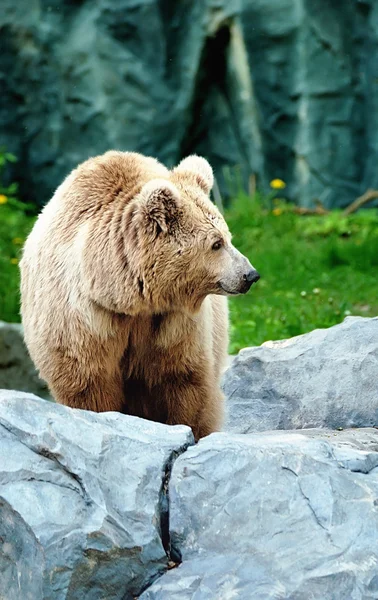 stock image Bear on a stone