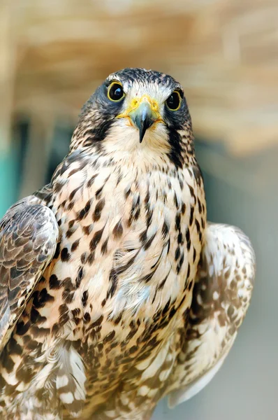 Beautiful falcon — Stock Photo, Image