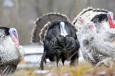 Türkiye-horoz