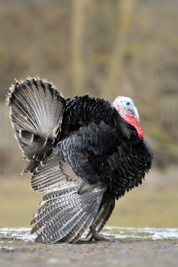 Türkiye-horoz