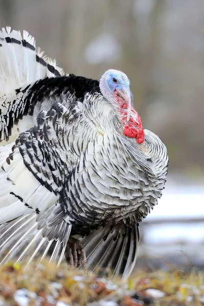 Polla de Turquía —  Fotos de Stock