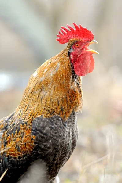 Beautiful Rooster — Stock Photo, Image