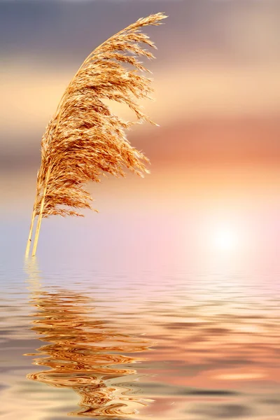 Reed comum — Fotografia de Stock