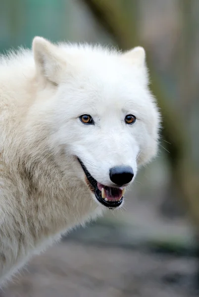 Lobo — Foto de Stock