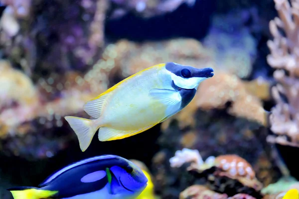 Rafa koralowa i ryby tropikalne — Zdjęcie stockowe