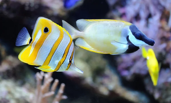 Tropischer Fisch chelmon rostratus — Stockfoto