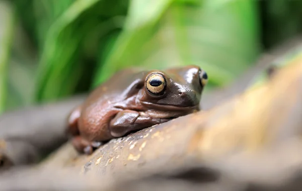 Tree frog on a branch — Stock Photo, Image
