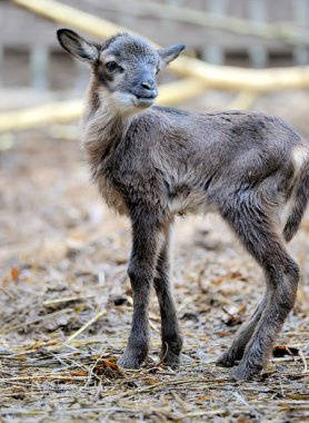 Baby goat clipart