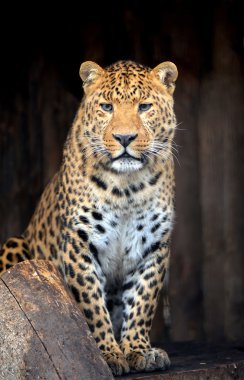 leopar