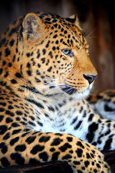 Leopardo — Fotografia de Stock