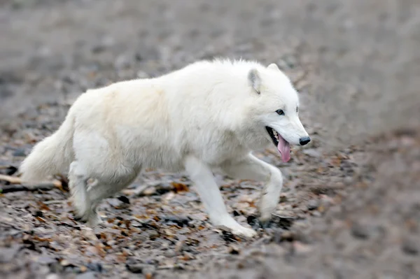 フォレスト内のオオカミ — ストック写真