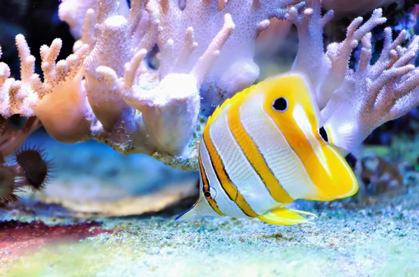 Peixes tropicais chelmon rostratus — Fotografia de Stock