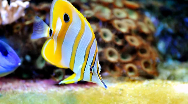 열 대 물고기 chelmon rostratus — 스톡 사진