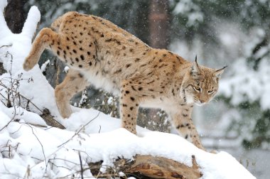 Lynx in winter clipart