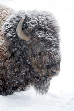 Kışın Bison portre