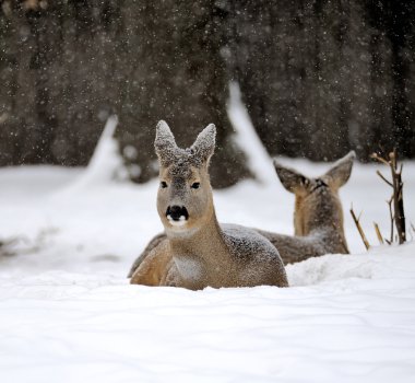 Deer in winter clipart