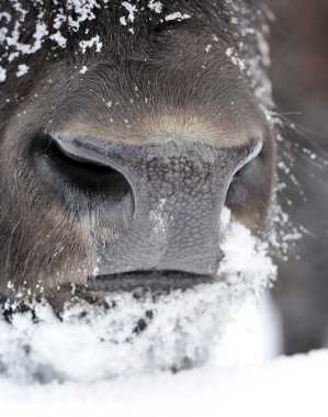 Kışın Bison yüz