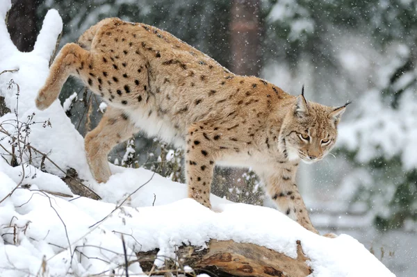 stock image Lynx in winter