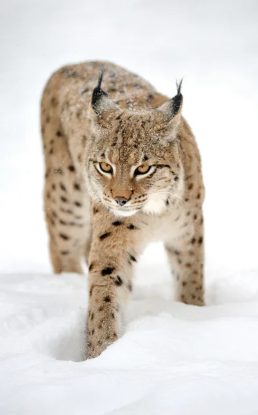 Lynx in winter — Stock Photo, Image