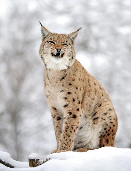 Lynx no inverno — Fotografia de Stock