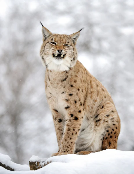 Lynx in de winter — Stockfoto