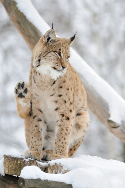 Lynx in de winter — Stockfoto