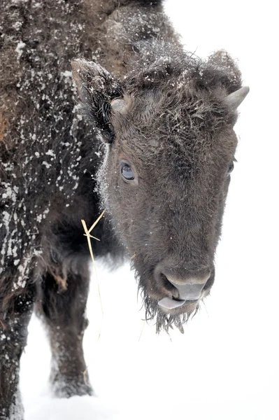 Bison en hiver — Photo