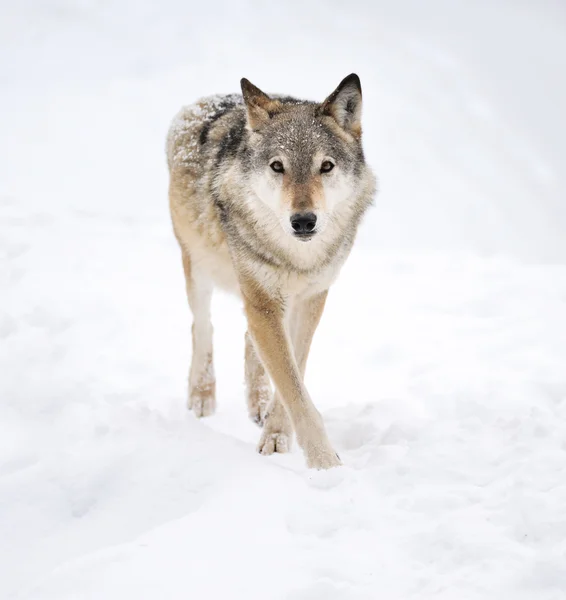 Lobo — Foto de Stock