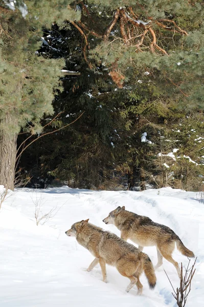 늑대 — 스톡 사진